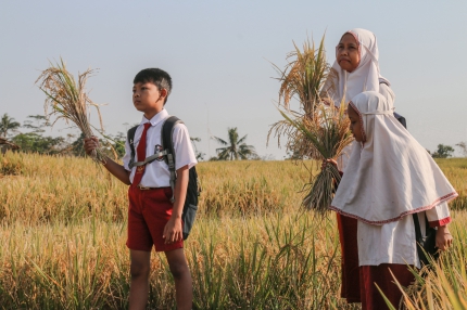 Een beter inkomen voor Javaanse boeren | afbeelding 1415
