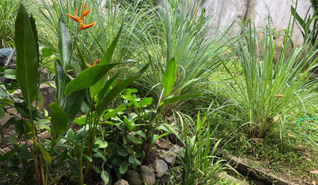 Tropisch tuinieren: van halaman naar kebun