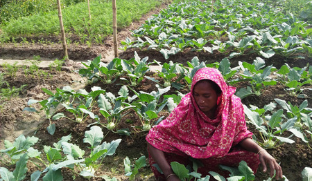Boeren Bangladesh verbouwen voedsel op verzilte grond
