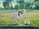 Een beter inkomen voor Javaanse boeren | afbeelding 1414