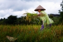Een beter inkomen voor Javaanse boeren | afbeelding 1410