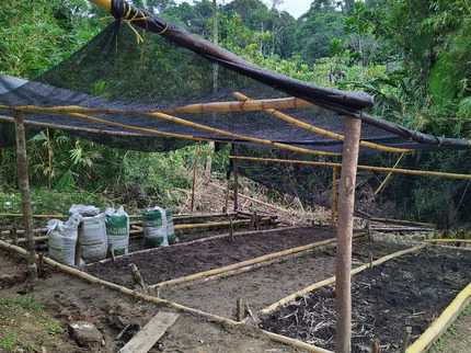 Duurzame agrarische ontwikkeling door Afro-Colombianen | afbeelding 2262