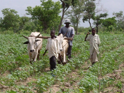 Duurzame landbouw in Noord-Kameroen | afbeelding 1438