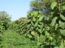 Goed boeren in een lastig klimaat | afbeelding 1732