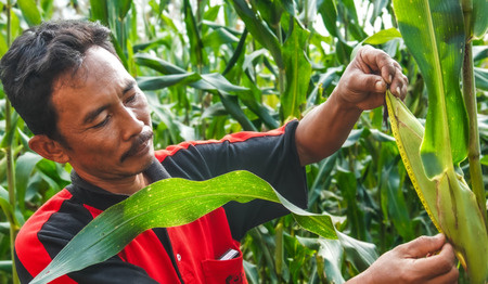 Anders boeren in Indonesië valt niet mee