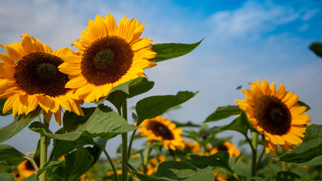 Zonnebloemen voor Oekraïne